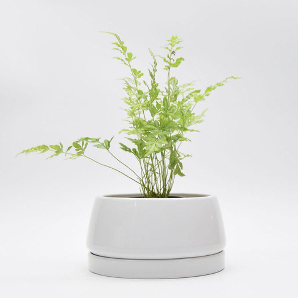 모던 도기 화분 낮은 분재 19x12cm 화이트 유광 : BmStore