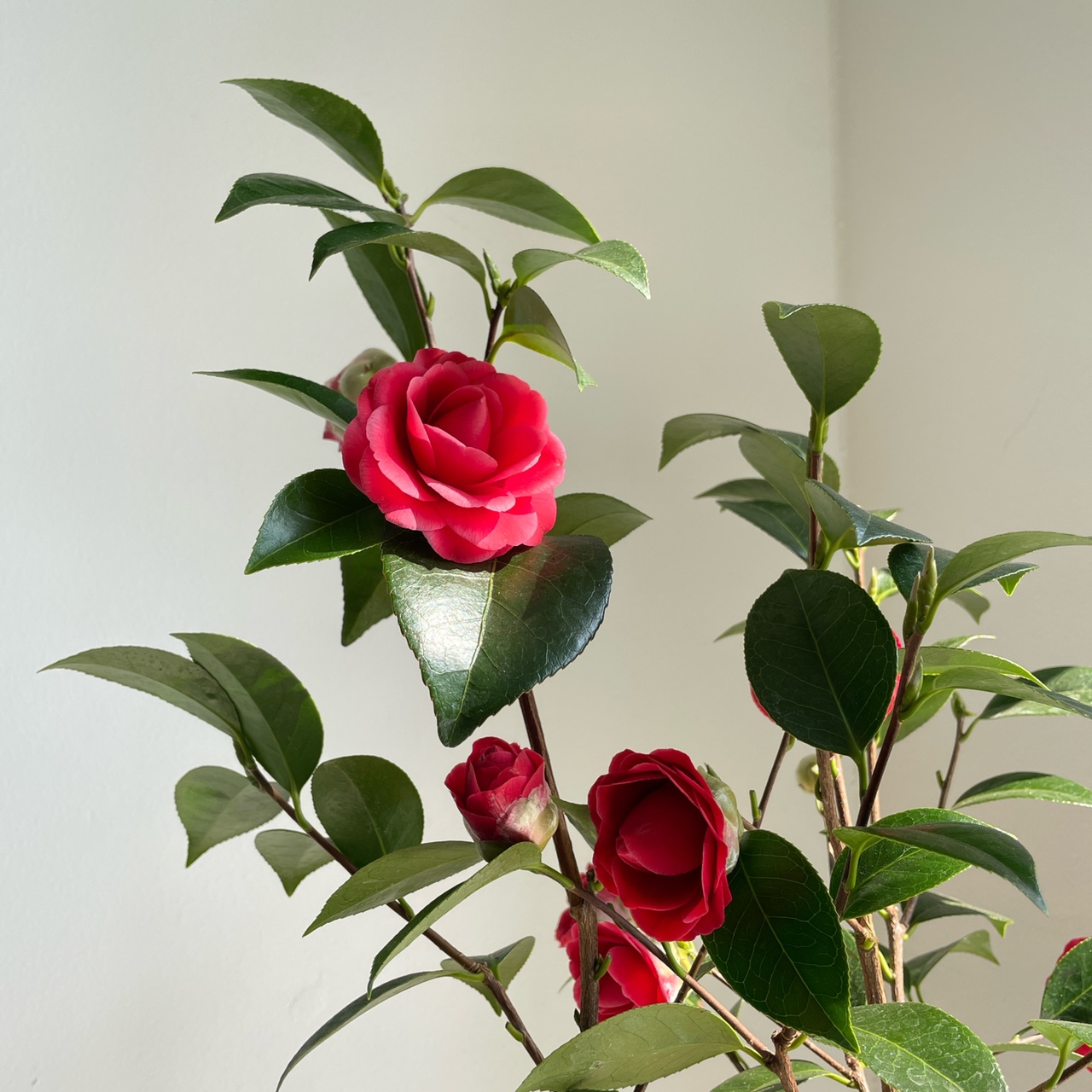 블랙로즈 동백나무 60cm : 풀.소유