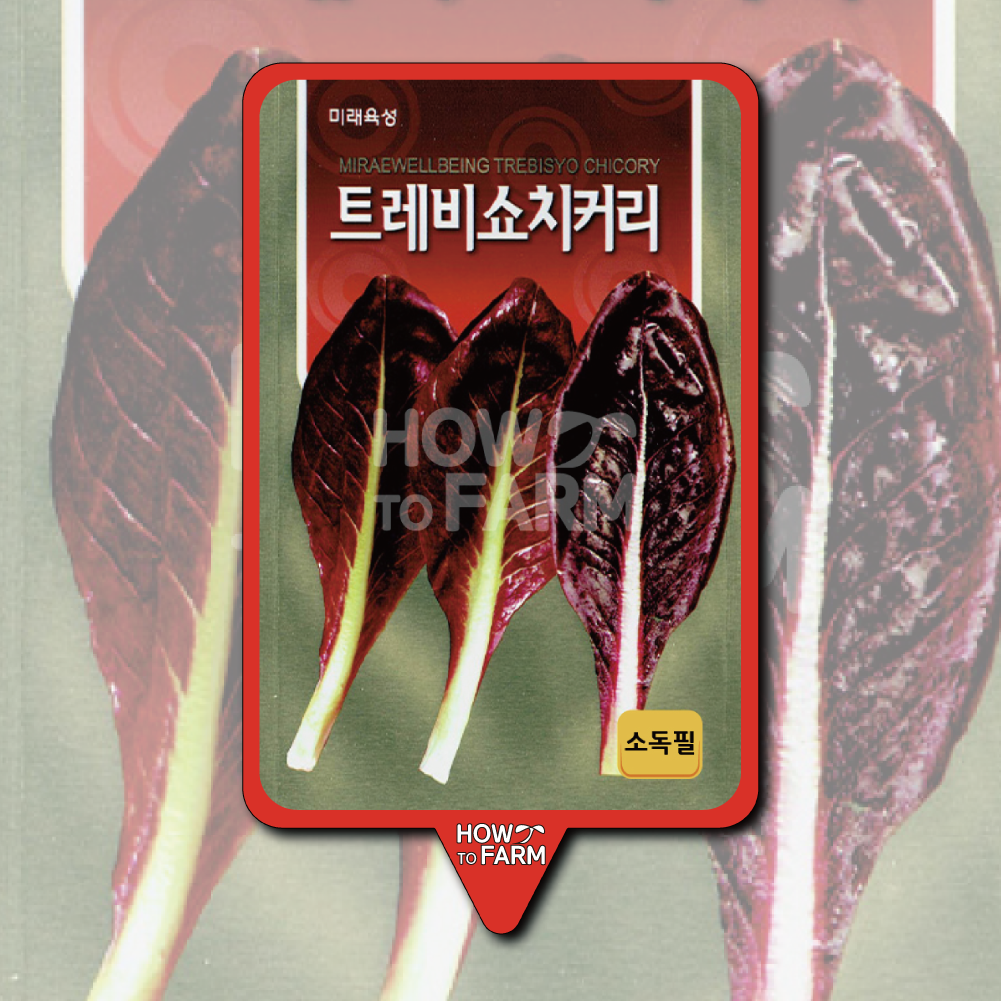 트레비쇼치커리 씨앗 종자1500립 : 하우투팜