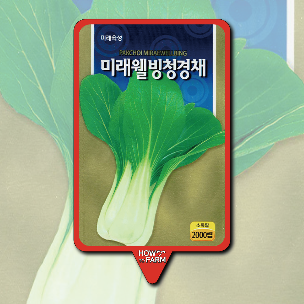 청경채 씨앗 종자2000립 : 하우투팜