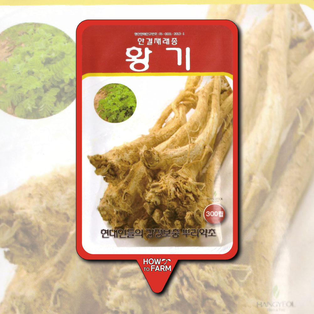 황기 씨앗 종자300립 : 하우투팜