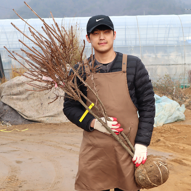 화살나무 묘목 60cm 울타리나무 : 농원의 모든것