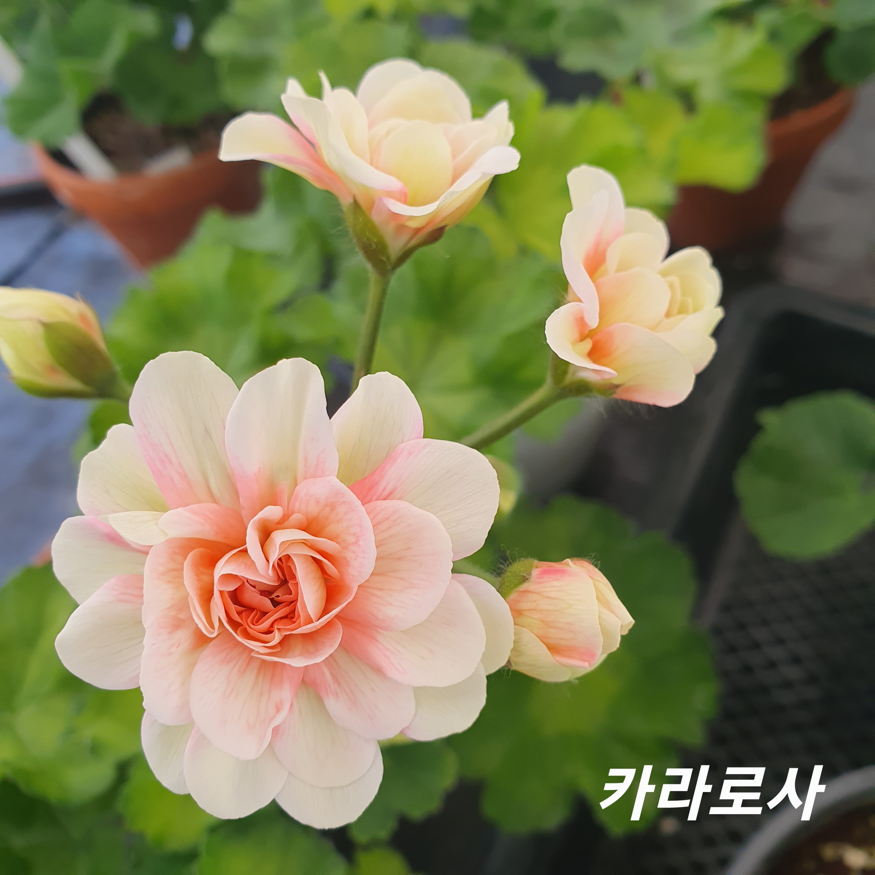 카라로사 러시아제라늄 No.R8 : 안동 제라늄 허브팜