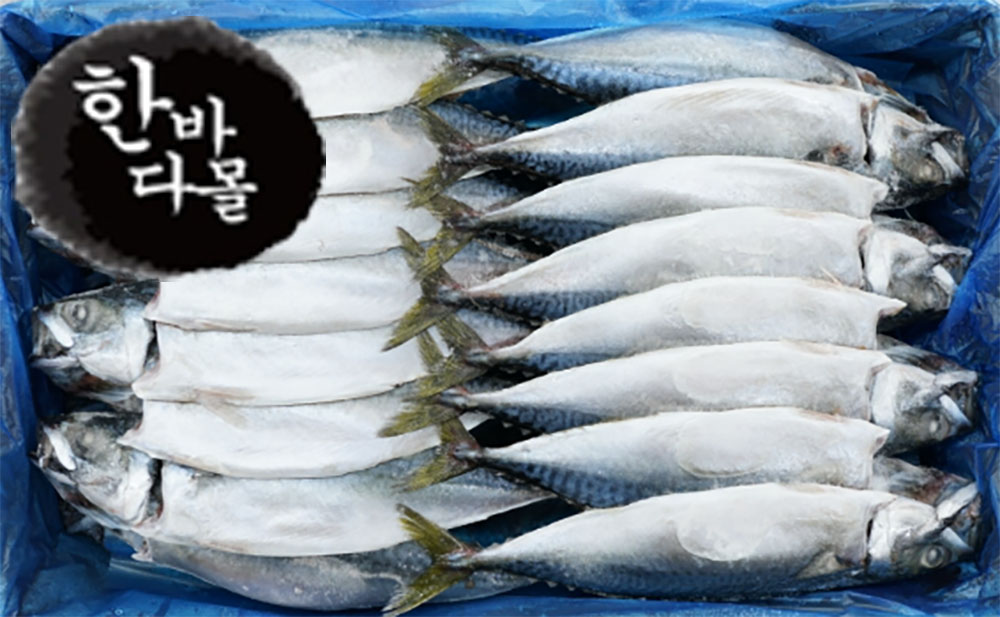 한바다몰 간고등어 16손 고등어 반찬 생선구이 : 한바다몰