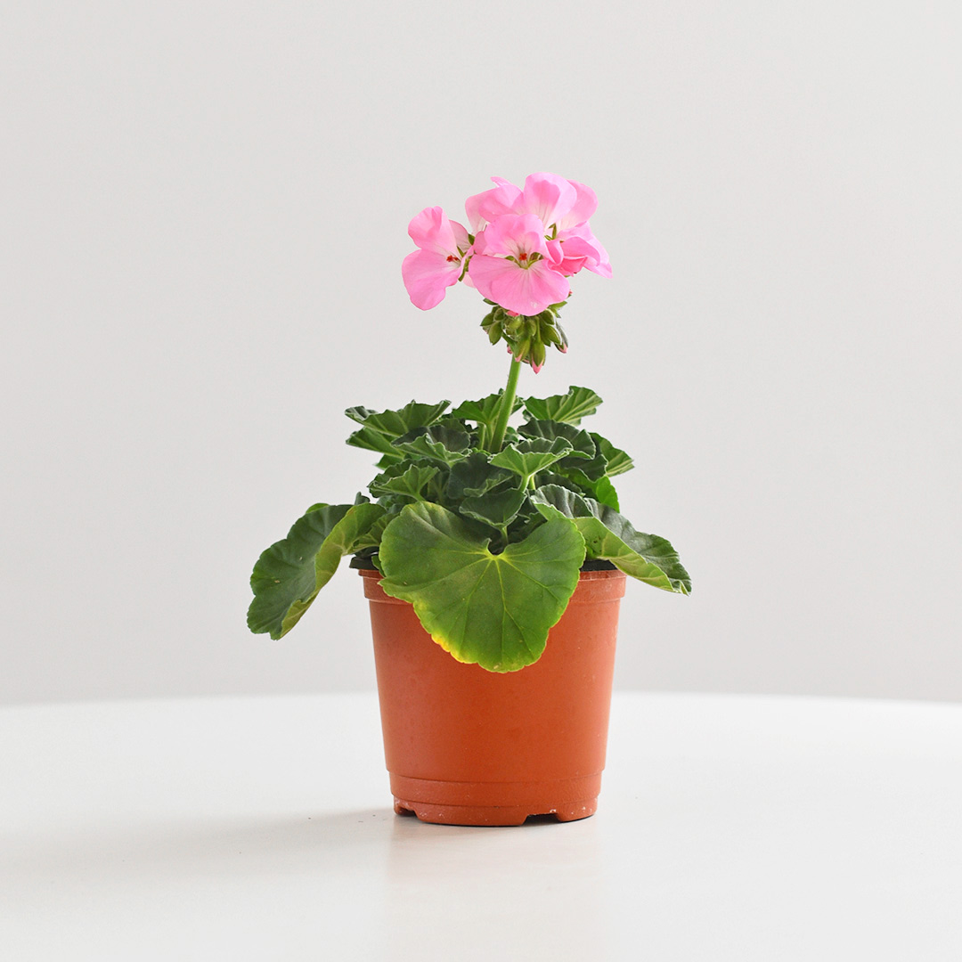 마이플랜트 페라고늄 제라늄 소형 야생화 꽃모종 실내공기정화 반려식물 : 마이플랜트