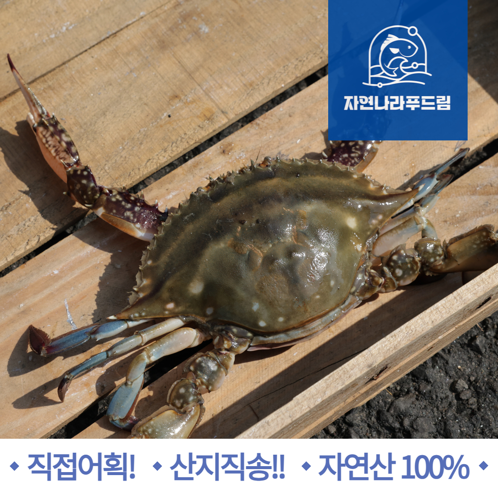 국내산 서해안 절단꽃게 3kg 암꽃게 숫꽃게 봄 가을 손질 토막 급냉 냉동꽃게 : - 자연나라푸드림 -