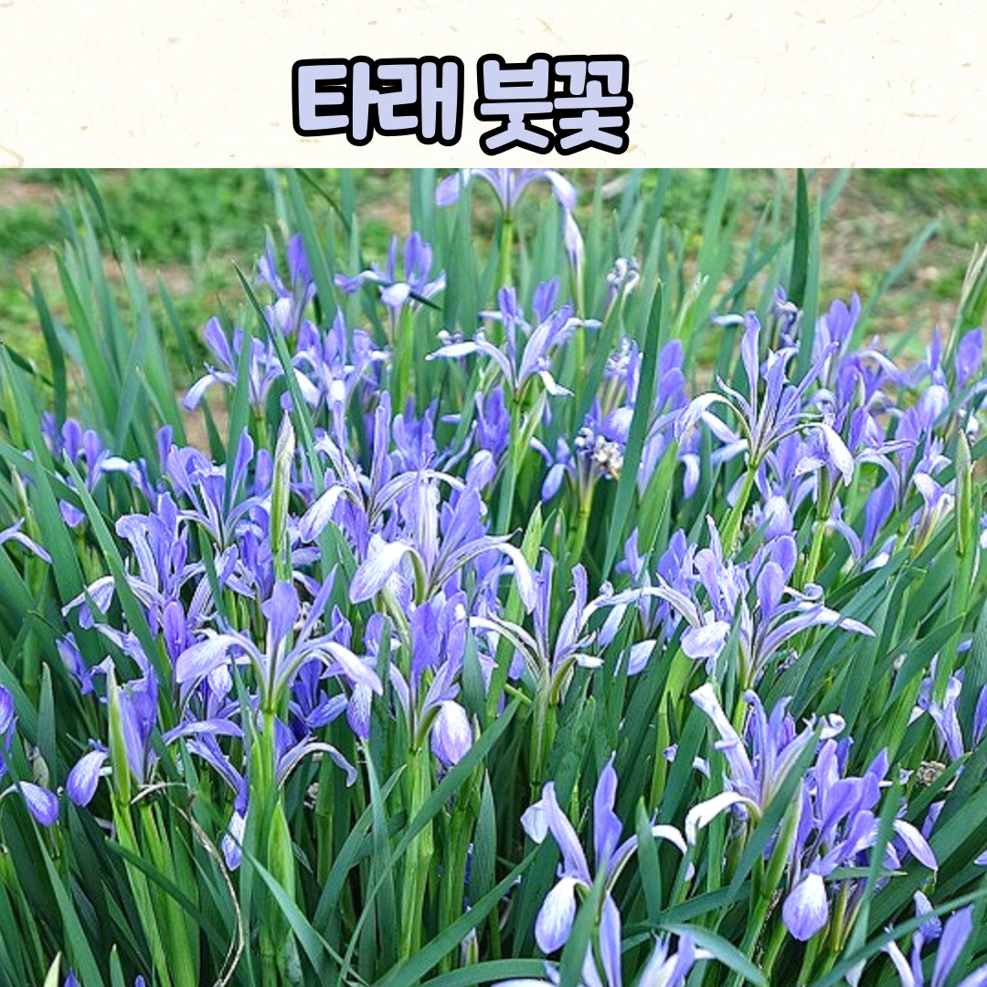 타래붓꽃(3치 포트) 봄야생화 / 정원식물 / 노지월동 : 야생화 K몰