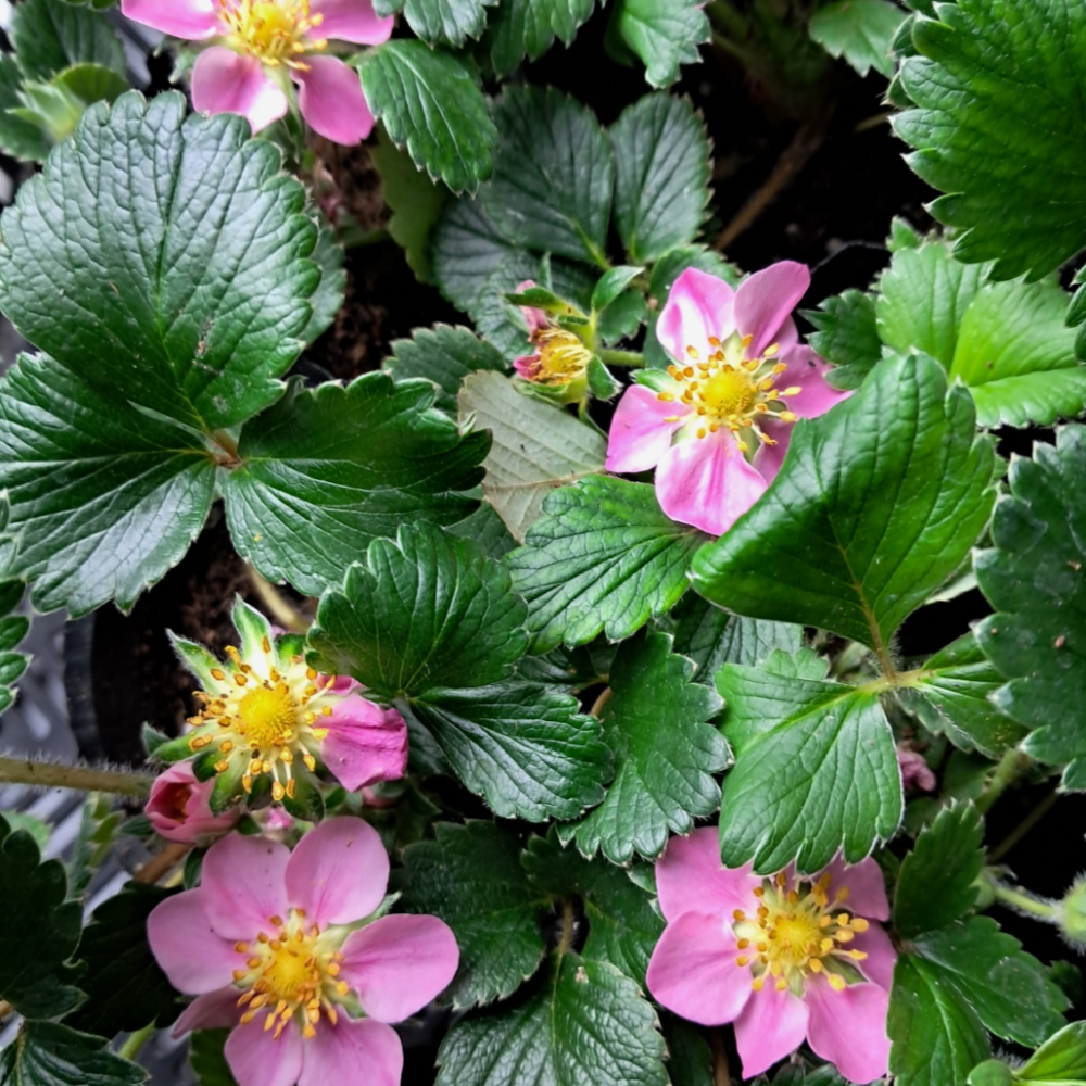 잘자람 딸기모종 설향 사계절 열매맺는 분홍꽃 딸기 지피모종 창빛농원 : 창빛농원