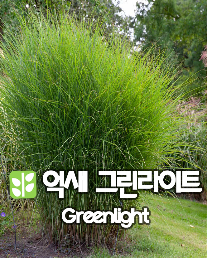 억새 그린라이트 18cm 비닐포트 그라스 Greenlight : 산골정원