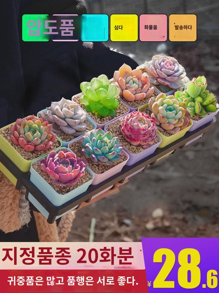 다육식물 화분조합 화분녹식화 화분 실내 육식식물 가방 우표 화분세트 특가 창고정리 : 녹차라떼