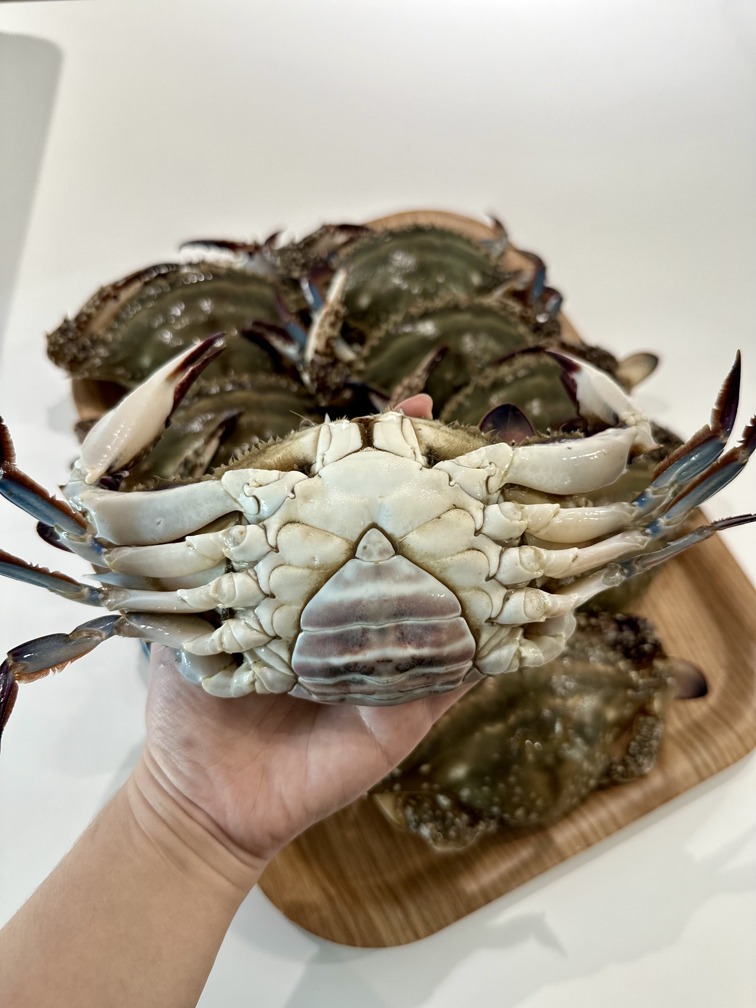 서해안 활암꽃게 알배기 1kg 제철 생물 봄꽃게 산지직송 : 마린테이스트