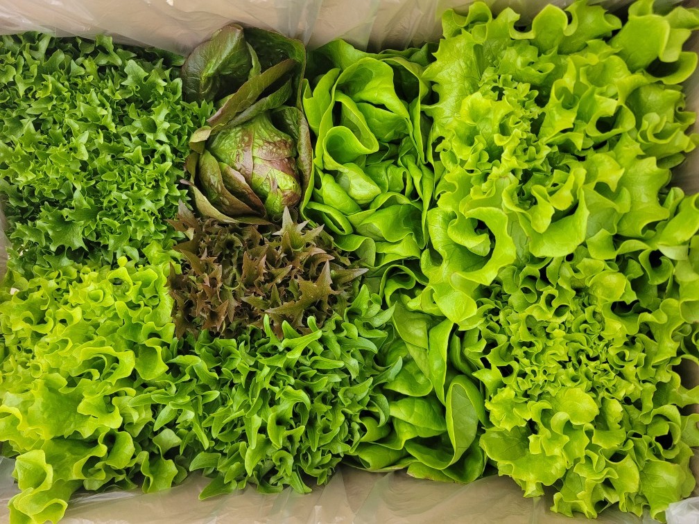 친환경 유럽 샐러드 채소 유럽 상추 1kg , 600g 유러피안 야채 버터헤드 로메인 : 밀양 나리팜