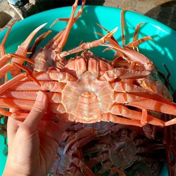 신선담다 산지직송 자숙 홍게 3kg 10-12미(프리미엄수율70-80) -인증 : 제이원아트웍스