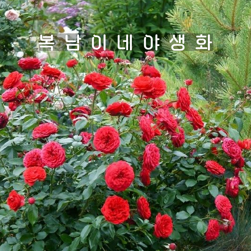 땅장미 아웃오브로젠하임 [1포트 복남이네야생화 모종 빨간장미 로즈 rose] : 복남이네야생화