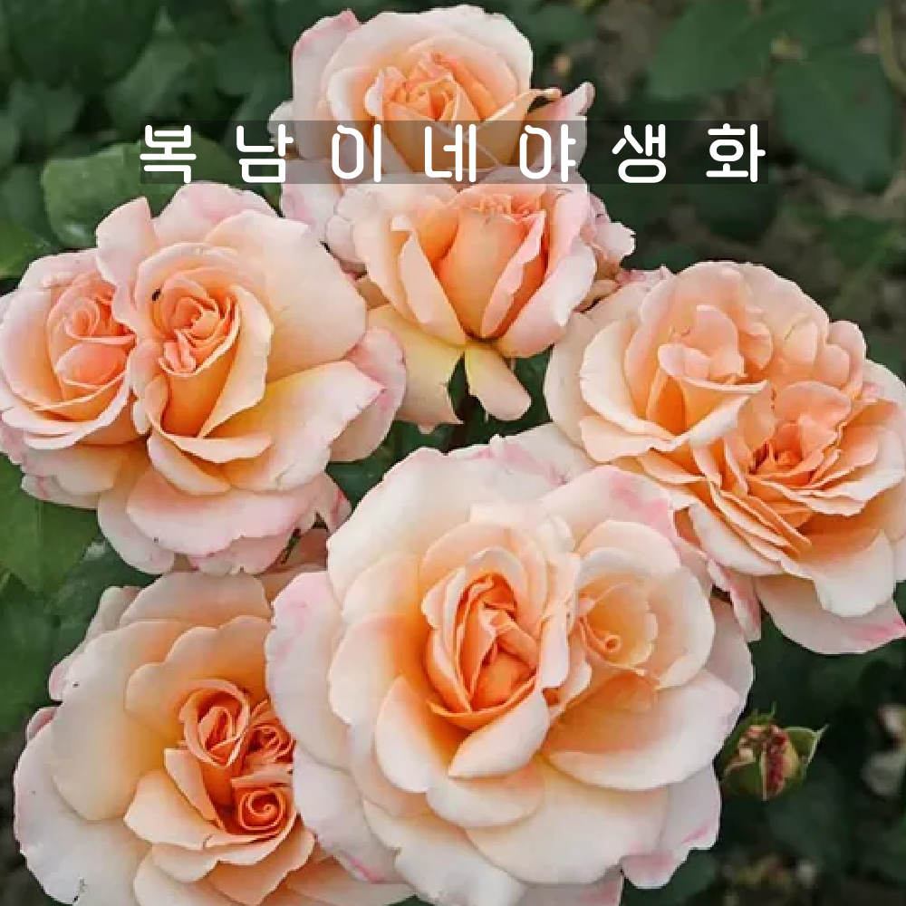 땅장미 오해피데이 [1포트 복남이네야생화 모종 살구장미 로즈 rose] : 복남이네야생화