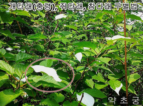 개다래나무 2주이상 최상급 암개다래 묘목 : 약초 궁