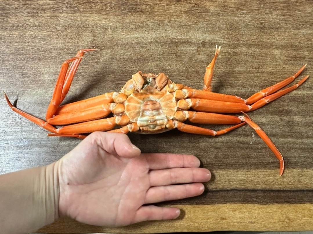 자숙홍게 3kg 작지만 달고 맛있는 홍게 실속형 A급홍게 : 삼부자네숏다리와뚱문어성남점