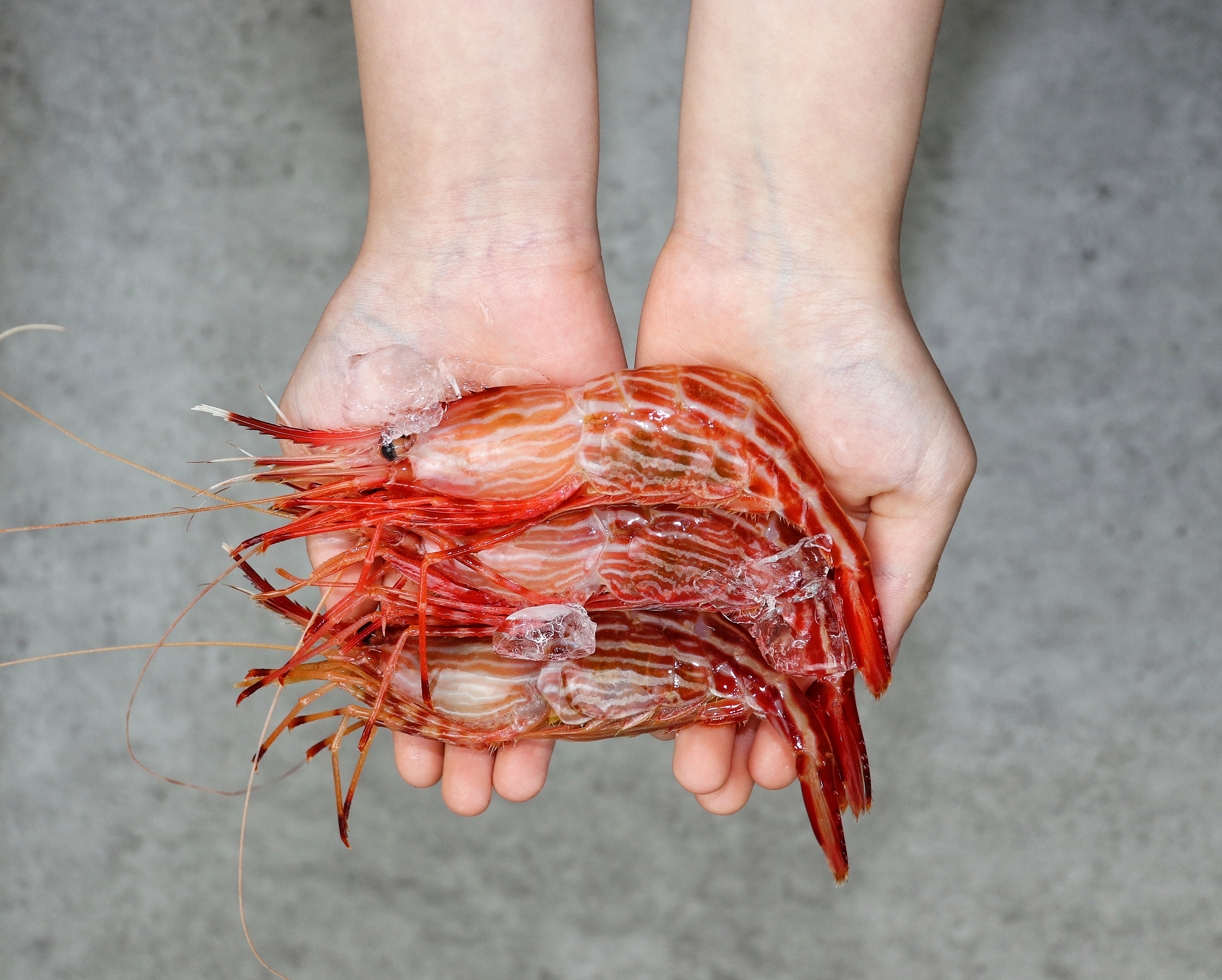 꿀맘스푸드 산지 직송 활 독도 꽃새우 500g : 꿀맘스푸드