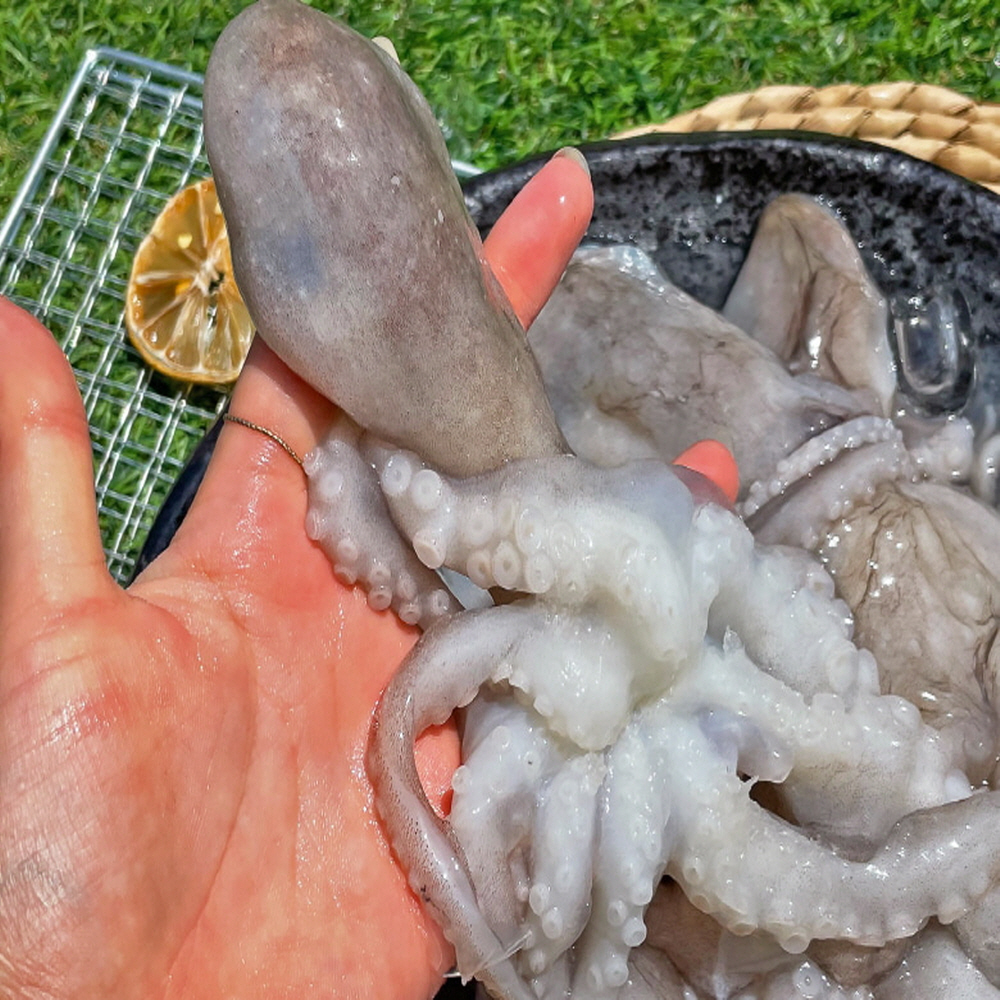살아있을 때 냉동한 급냉 낙지 6미 1kg내외 급냉낙지 활낙지 : 울아들네
