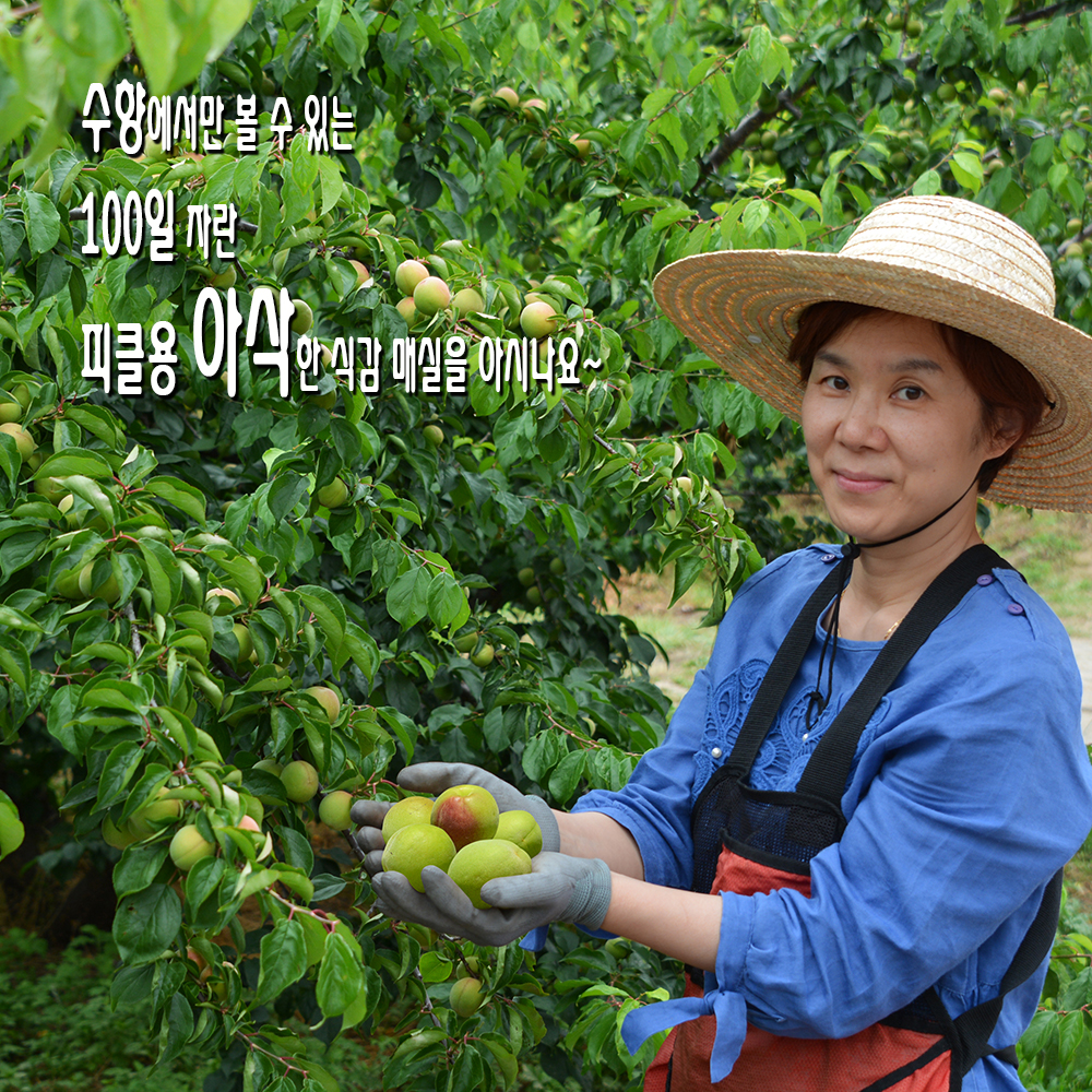 [예약판매] ※마감임박※ 피클용 아삭한맛(명품) 5kg 직경 41mm이상, 120일 광양 황매실 : 수향매실농원