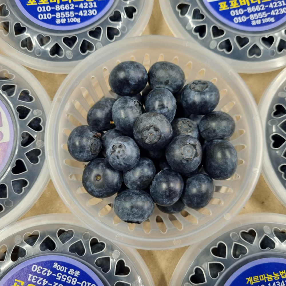 생블루베리 국내산 청정지역 제주블루베리 생과 500g 1kg : 아침청과