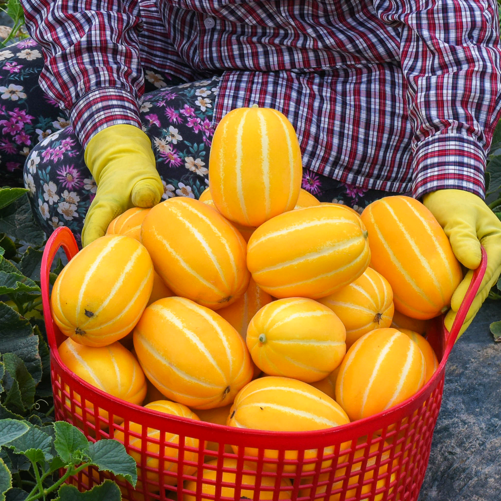 [고야미] 첫 수확! 성주 꿀 참외 성주참외농장 당일수확 산지직송 1kg 2kg 2.5kg 3kg 4kg 5kg : 고야미 마켓