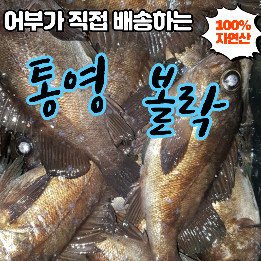 통영 자연산 볼락 1kg 어부 직배송 매운탕 쏨벵이 뽈락 볼락구이등 : 건강수산