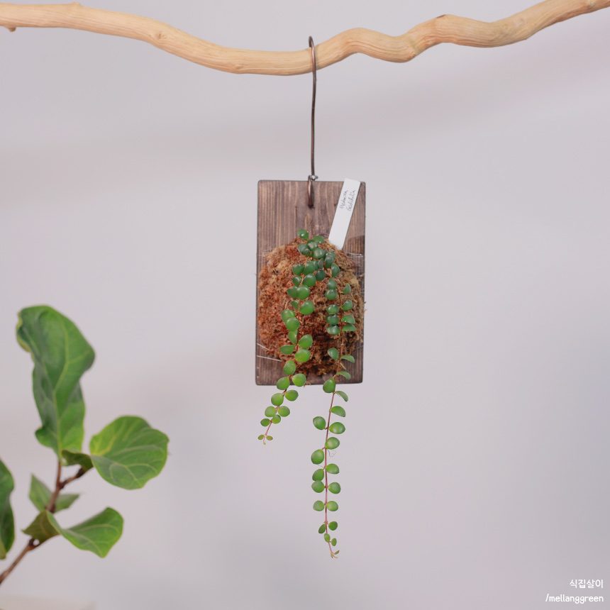 목부작 메디닐라세디폴리아 Medinilla Sedifolia 부작식물 : 식집살이.