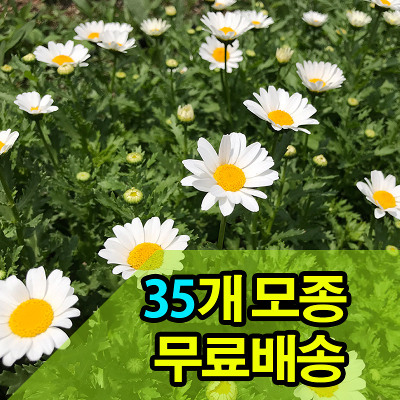 [무료배송] 마가렛 꽃모종 35개 : 써니네꽃