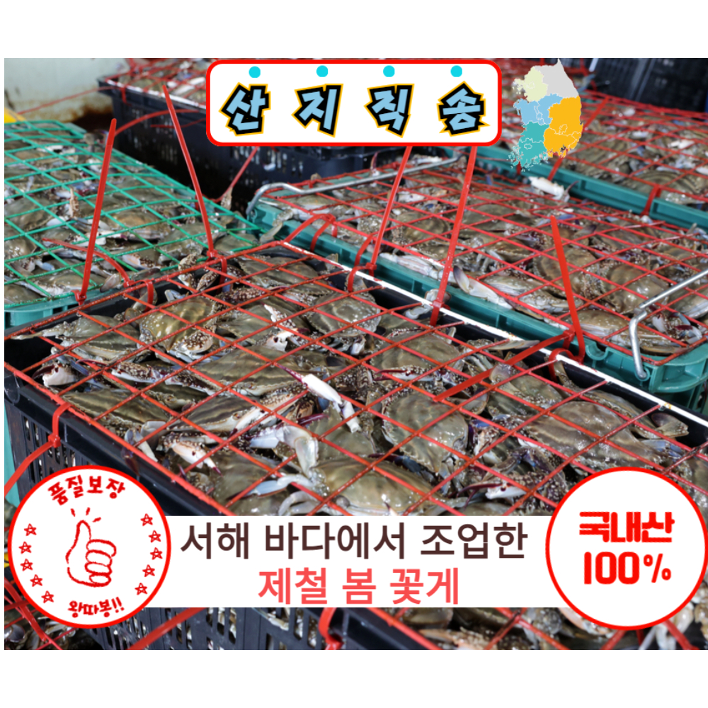 서해안 제철 활 암꽃게 알배기 1kg 2kg 3kg 숫 꽃게 국산 태안 생물 급냉 냉동 싱싱한 : - 자연나라푸드림 -