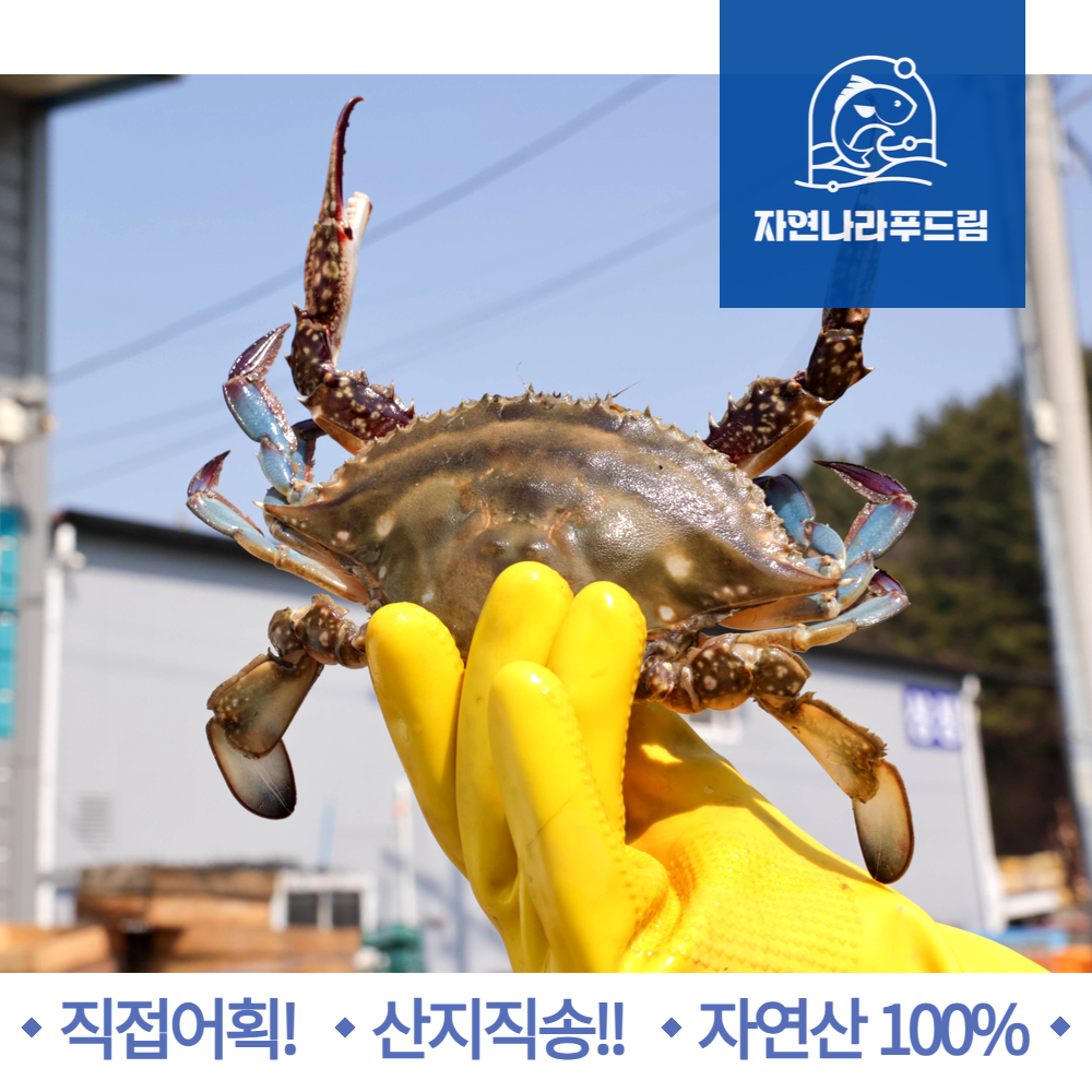 서해안 제철 활 암꽃게 알배기 1kg 2kg 3kg 숫 꽃게 국산 태안 생물 급냉 냉동 싱싱한 : - 자연나라푸드림 -