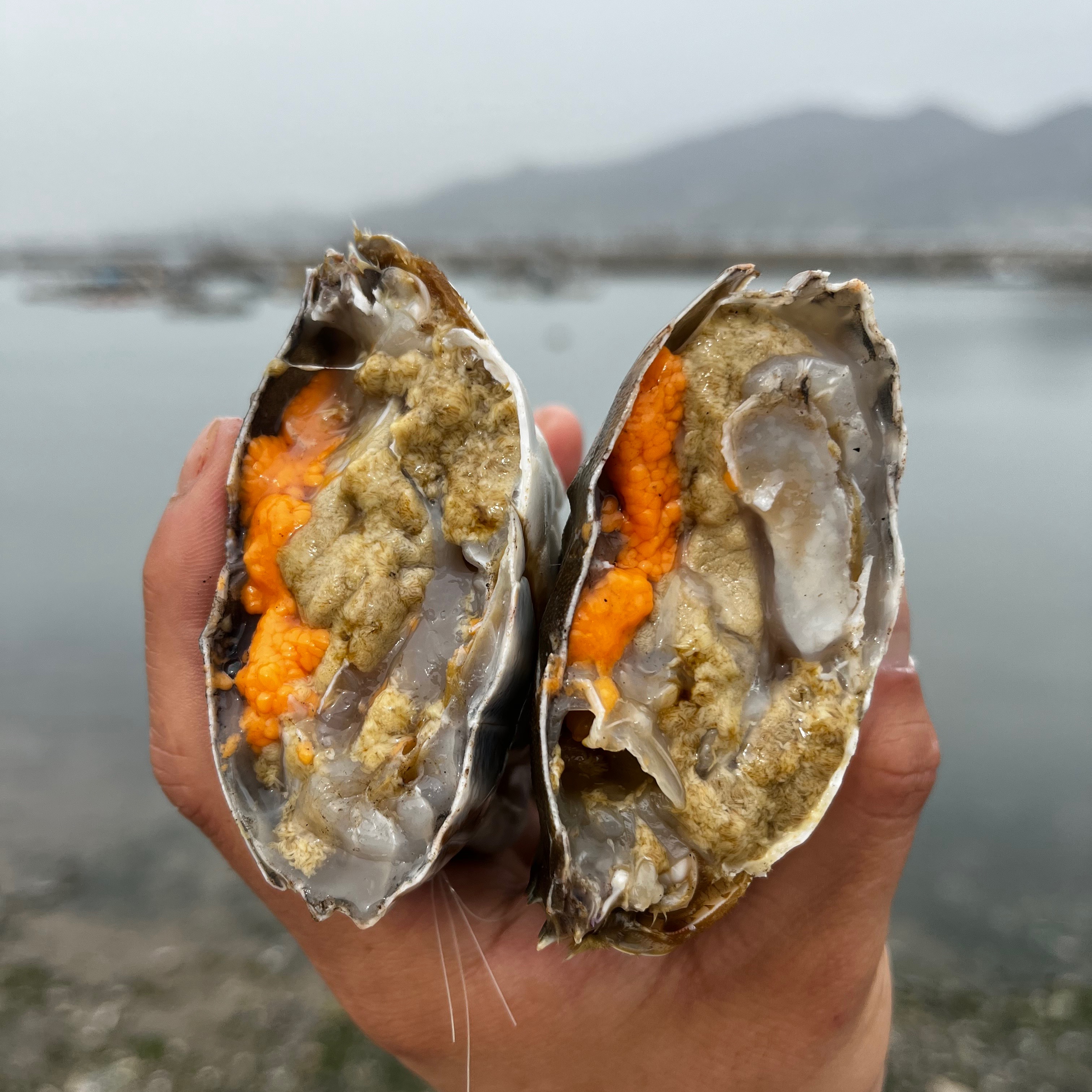 [꽂게] 태안 서해안 꽃게 활꽃게 냉동 절단 꽃개 숫 꽂개 암꽃게 1kg : 동해바람 제철음식농수산