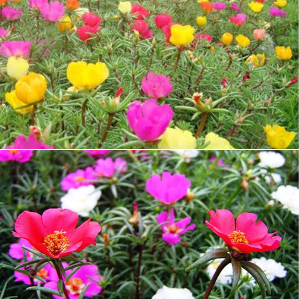 인기 씨앗 겹채송화 혼합 100립 : Greengarden