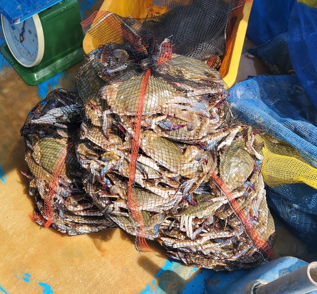 제철 활 꽃게 2KG 톱밥 3kg 국내산 태안군 신진도 : 대성수산 신선수산물