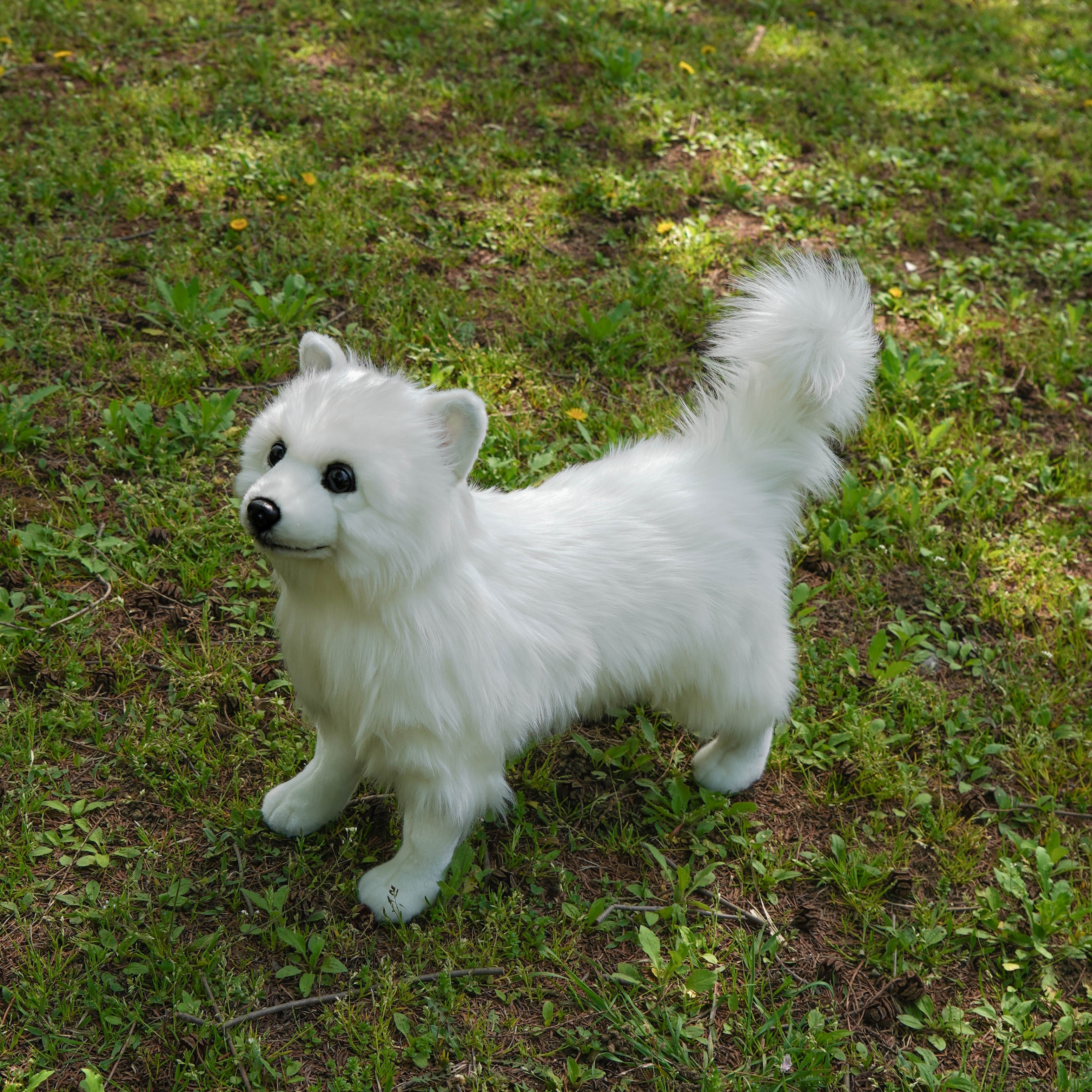 스피츠 Spitz : 마이온리독