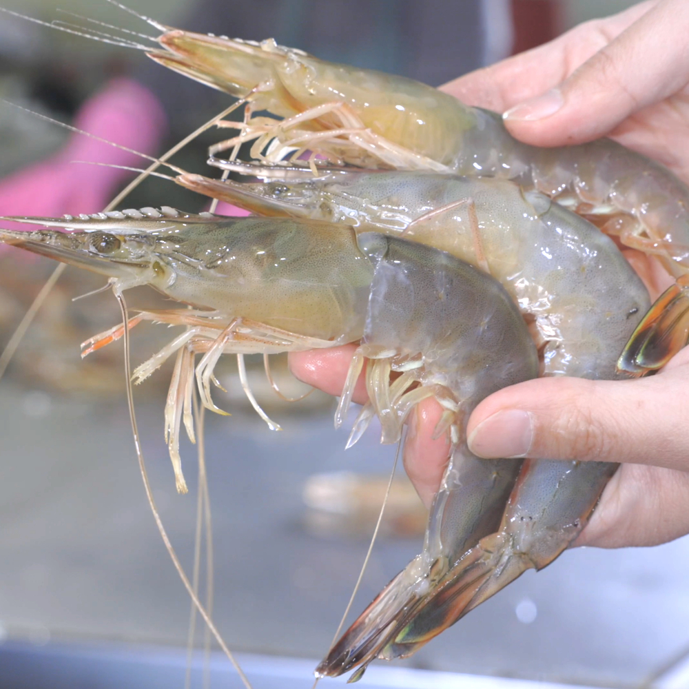 국산 서해 자연산 대하 왕새우 2kg : - 자연나라푸드림 -