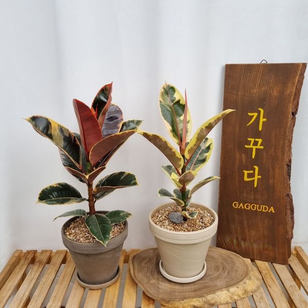 가꾸다 수채화 루비고무나무 무늬가 화사한 식물 루비고무나무(식물만) : 금잔화모종