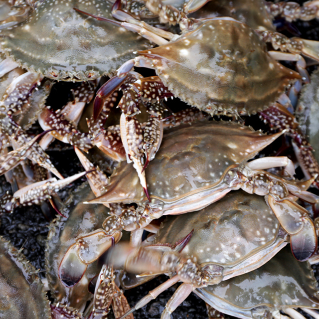 2025년 조업시작 국내산 봄 활 암꽃게 1kg 얼음포장 : 넉넉수산