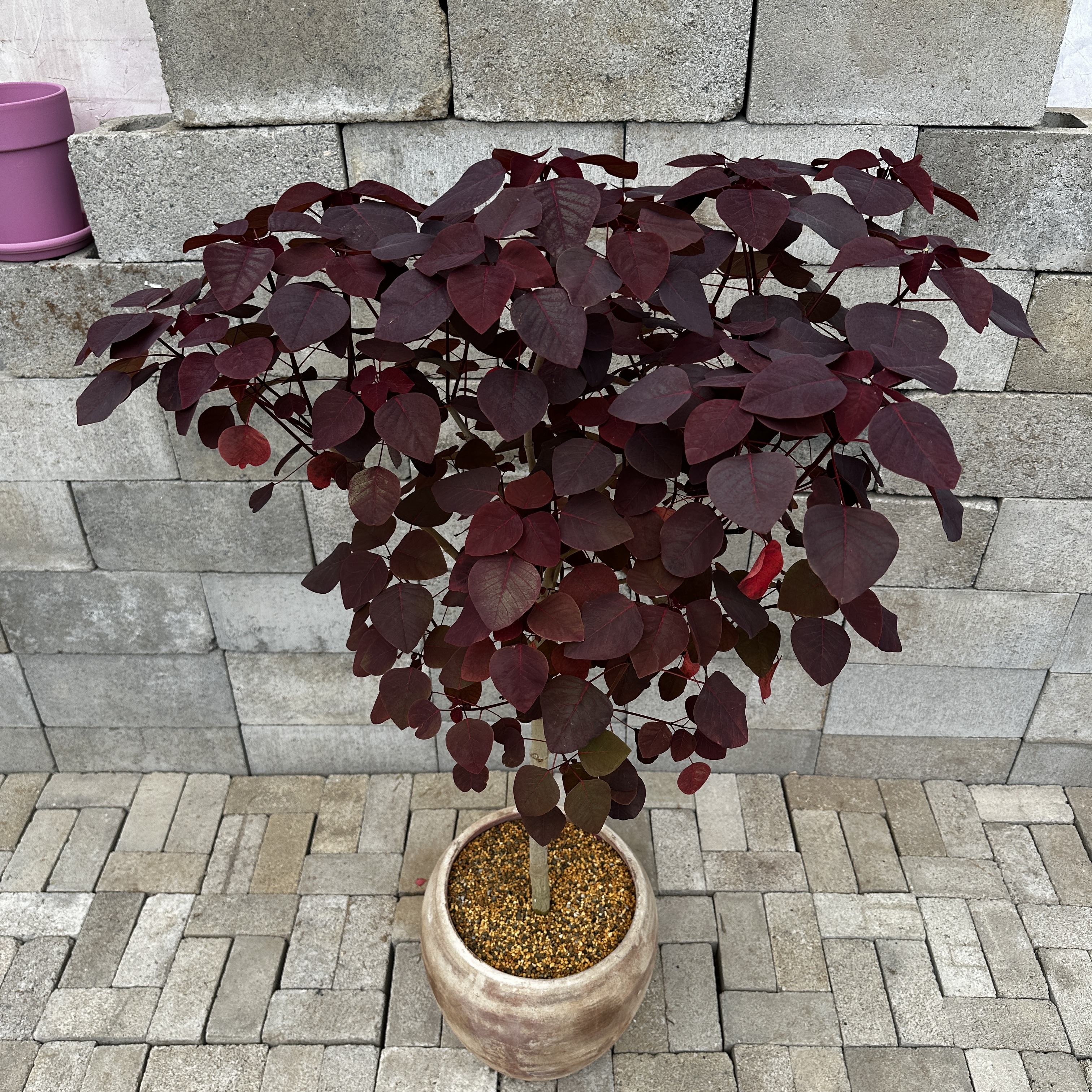 초코리프 A 140cm i Euphorbia Cotynifolia i : 식물공감 광합성