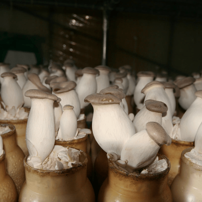 전북완주 새송이버섯 400g (국내산) : 완주몰