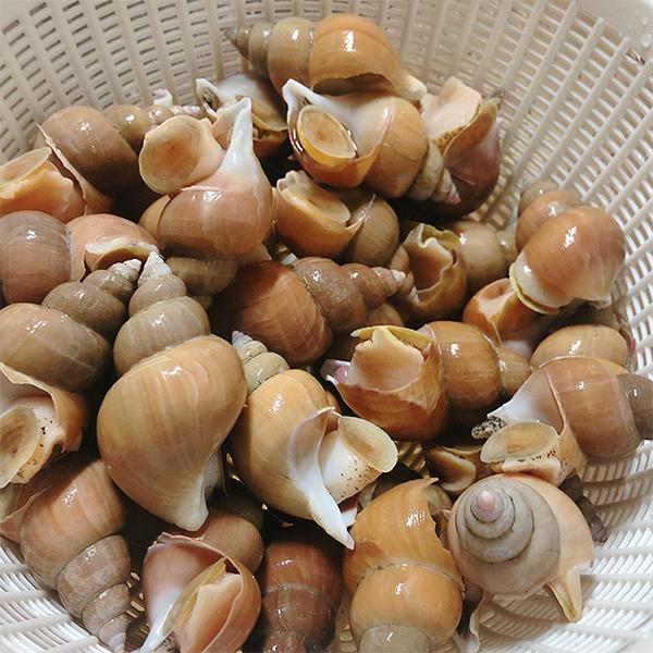 에스씨푸드 동해안 연안 활백고동(소)1kg(50미내외) : 피쉬세일