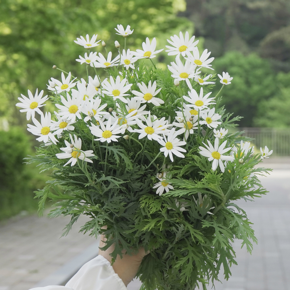 마가렛 생화택배 절화 농장직송 경매꽃 : 계절의 꽃