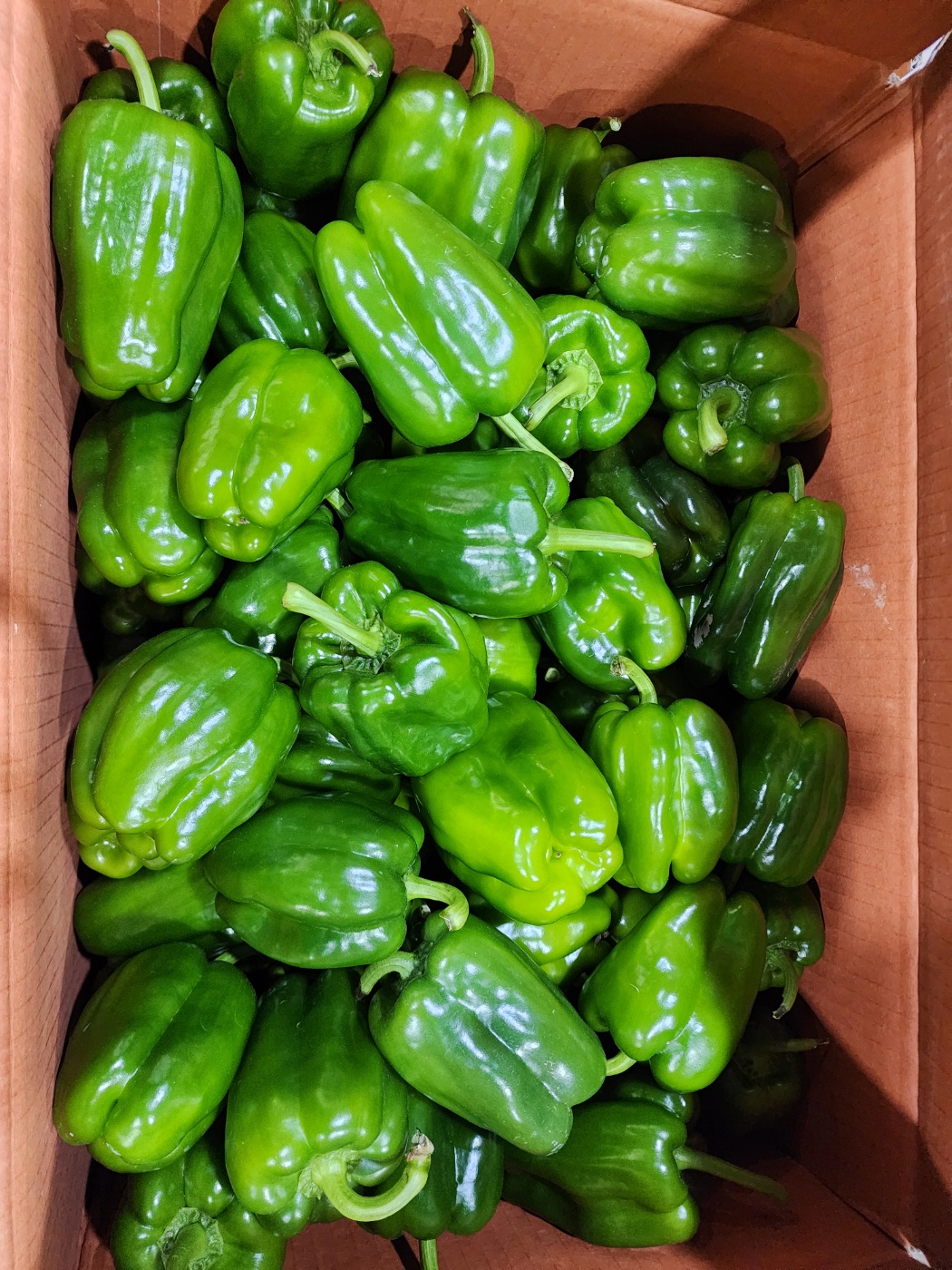 국내산 청피망 [특품] 1kg 피망 파프리카 소분 판매 노랑 빨강 미니 특 신선 식품 채소 식자재 업소용 못난이 : 반송농산