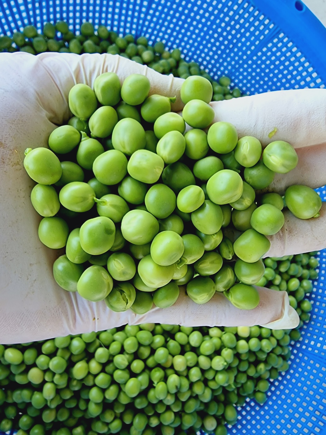 24년 국내산 햇 완두콩 1kg 이유식 깐완두콩 : 남해소띠농부