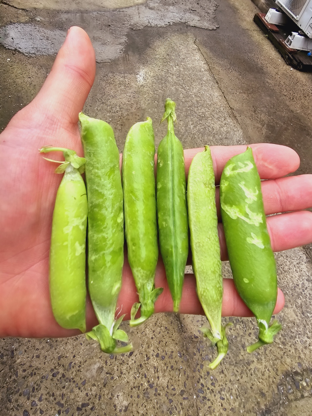 24년 국내산 햇 완두콩 1kg 이유식 깐완두콩 : 남해소띠농부