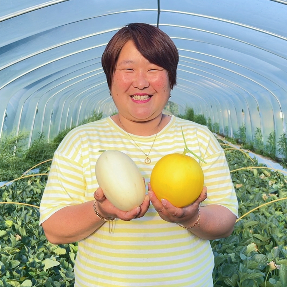 양구멜론 3kg 경북 고령 고당도 성산멜론 파파야 설향 메론 하미과메론 : 레알팜마켓