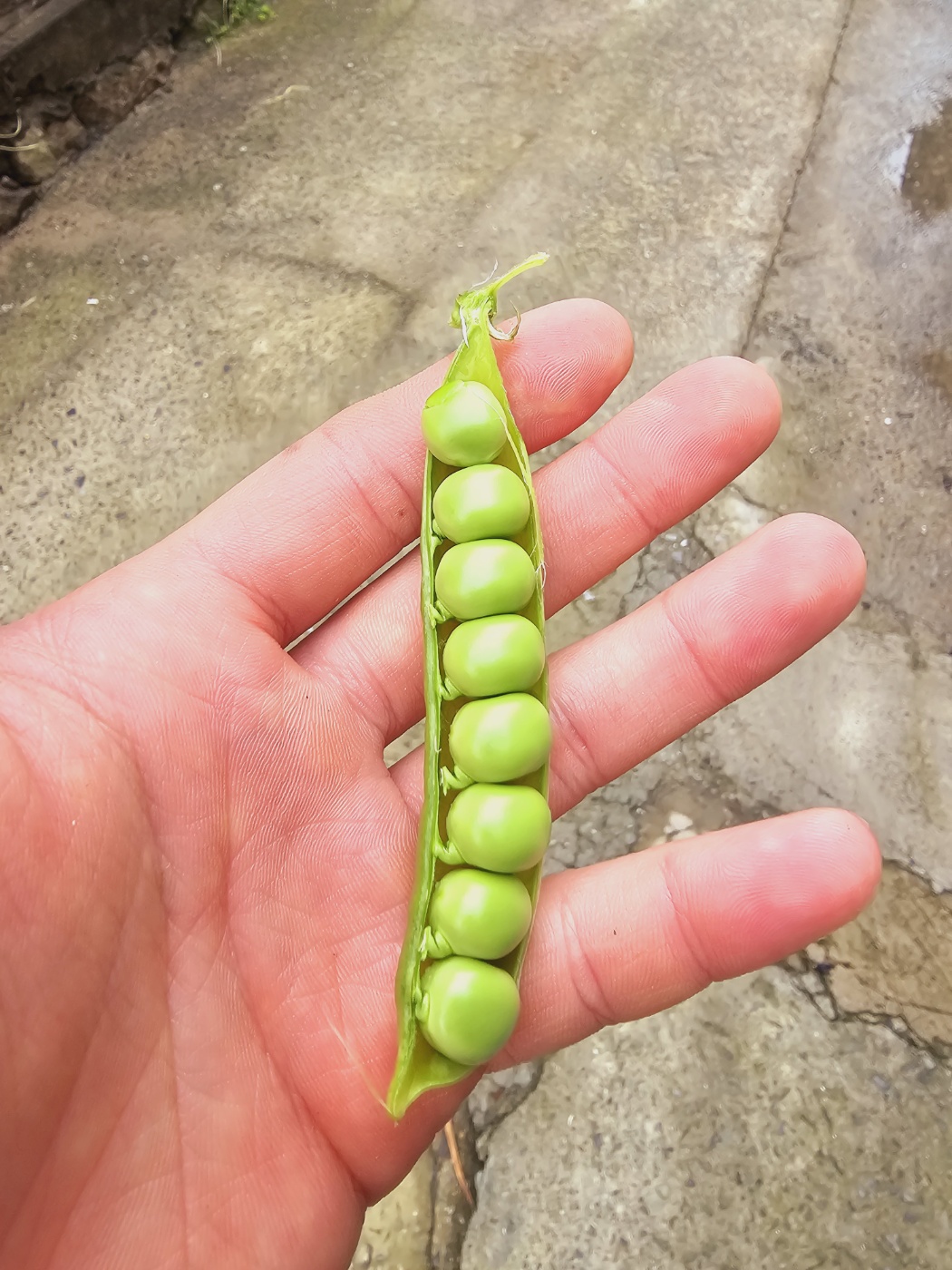24년 국내산 햇 완두콩 1kg 이유식 깐완두콩 : 남해소띠농부