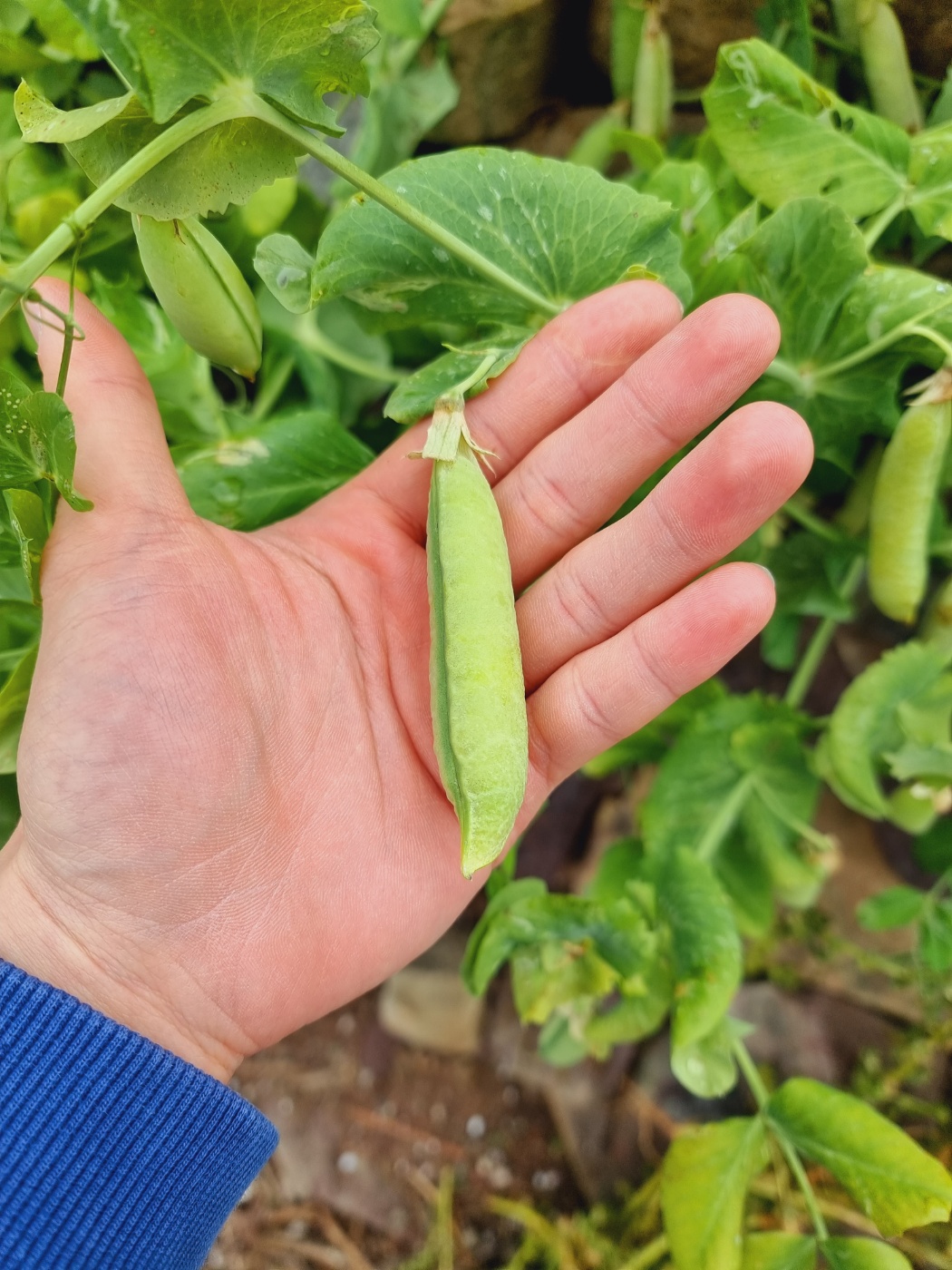 24년 국내산 햇 완두콩 1kg 이유식 깐완두콩 : 남해소띠농부