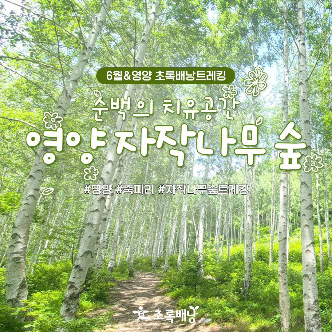 [6월&영양] 영양 자작나무숲 : 초록배낭