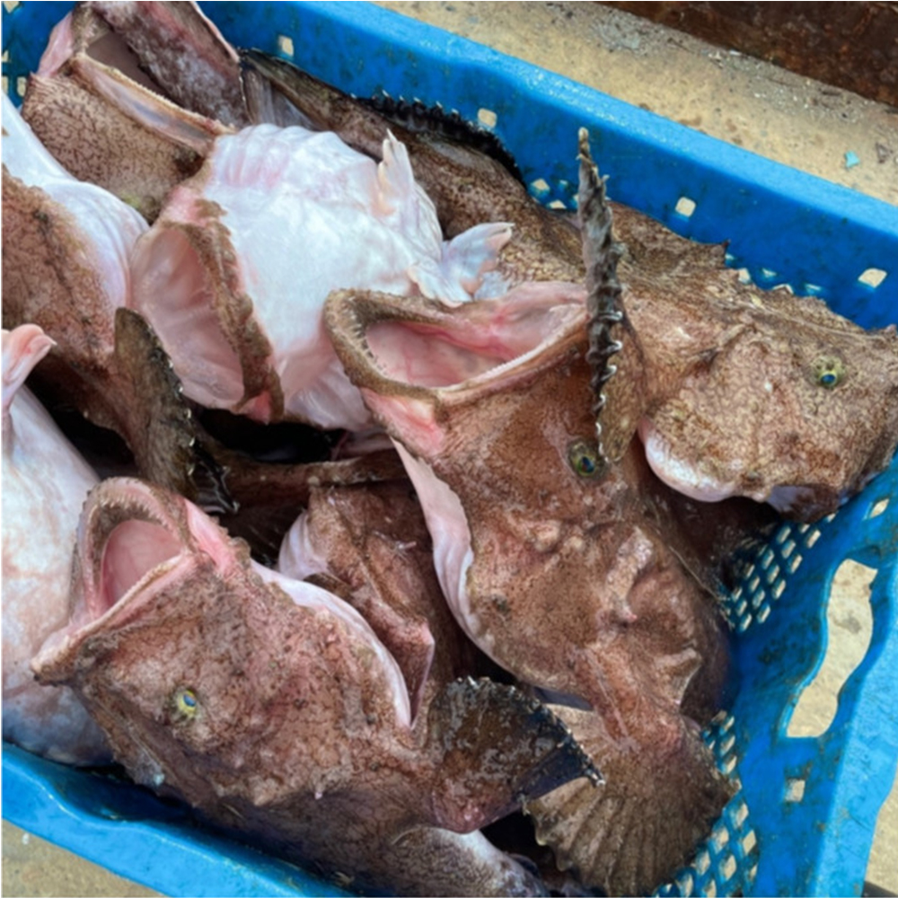 국내산 간편한 신선한 아귀찜 아구찜 : 아라한컴퍼니